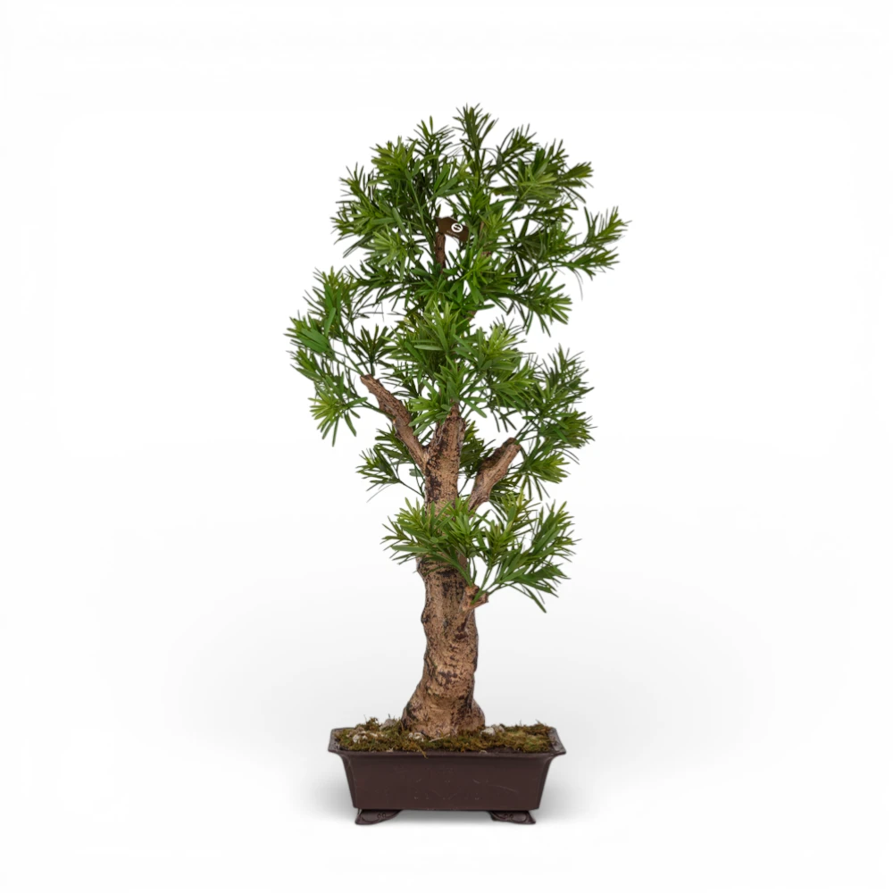 Floria Yapay Ağaç Podocarpus Bonsai 85 CM