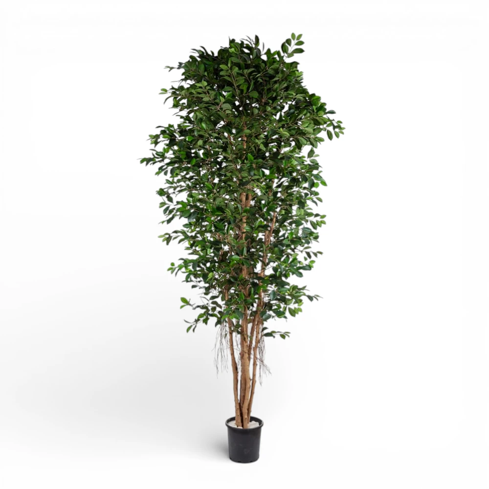 Floria Yapay Ağaç Ficus Retusa 210 CM