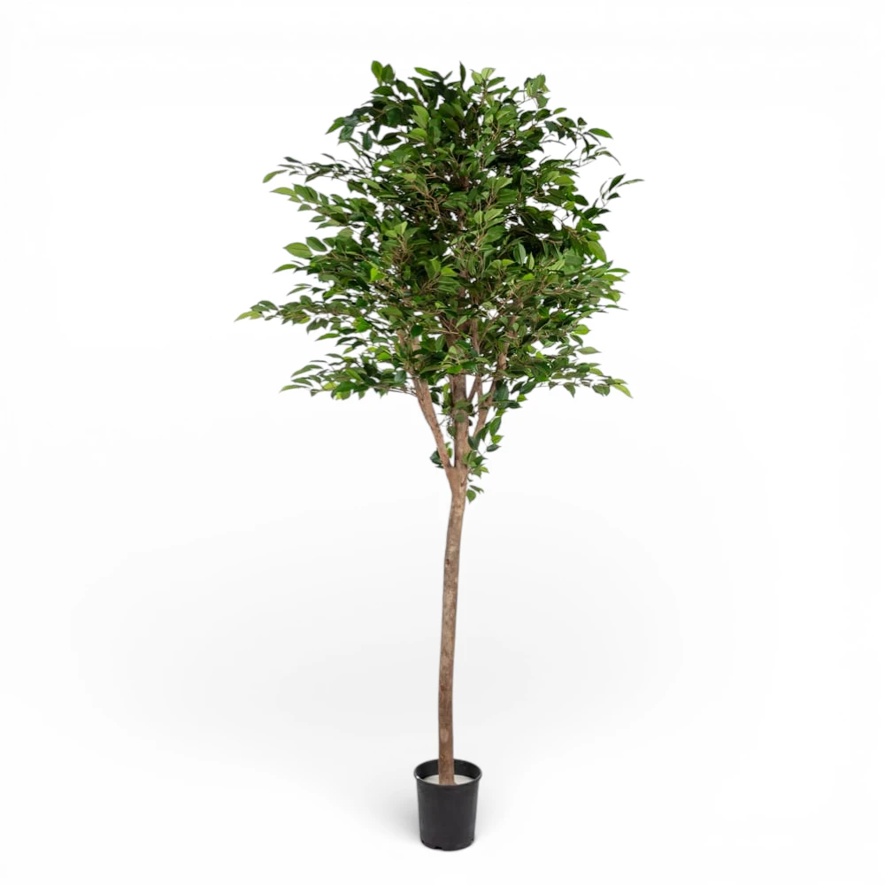 Floria Yapay Ağaç Ficus Natasia 180 CM